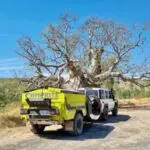 A yellow truck and trailer parked next to a tree.